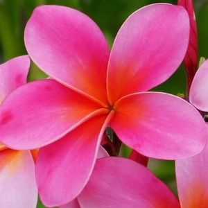 Meet your Posher, Jo